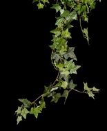Green Ivy Plant