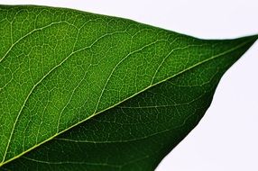 front of a green leaf on a white background