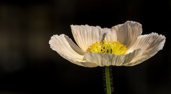 Macro photo of the white poppy flower