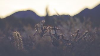 prickly cacti on a field on a background of mountains