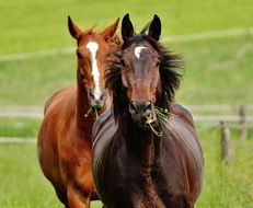 two horses coupling