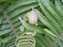 green fern plants photography