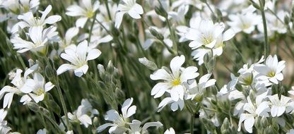 White star ming flowers