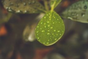 unusually beautiful Leaf with drop