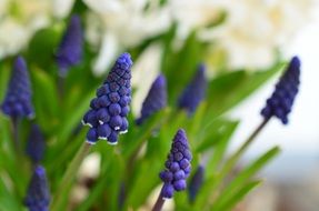 filigreed grape hyacinth