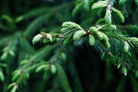 incredibly delicious Spruce tree