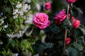 Pink Roses in bloom