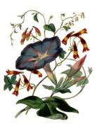 bloom flower drawing