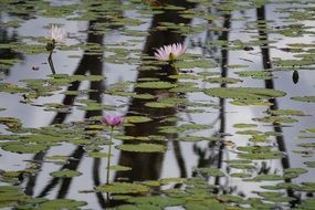 Picture of the Pond