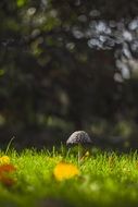 blurred view of the mushroom on the green grass