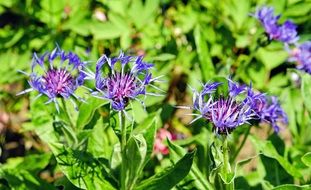 Picture of Mountain Knapweed Blossoms