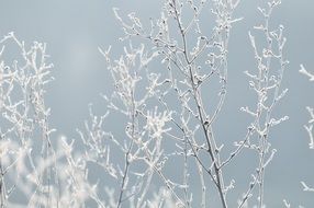 frost on the branches of a bush in winter