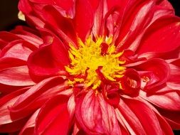 red dahlia with yellow heart close-up