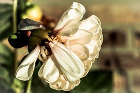 withered white dahlia close-up