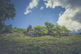 Landscape of green forest on a hill