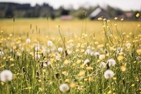 Dandelion Field