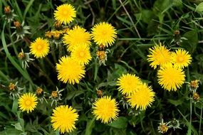 yellow little garden dandelions