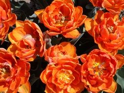 beautiful orange tulips in a botanical garden