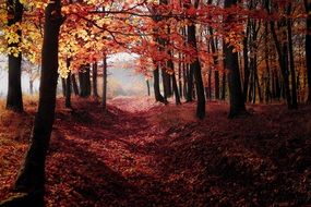 stunning Forest Autumn
