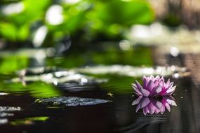 pink water lily on the water