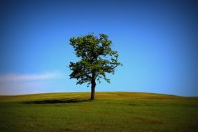 lonely tree on the summer meadow
