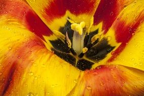 extraordinary beautiful Tulip Open Blossom