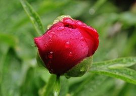 red peony bud in the drops