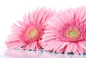 spectacular beautiful Gerbera Flowers