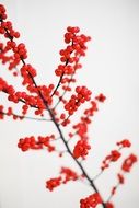 holly branch with red leaves