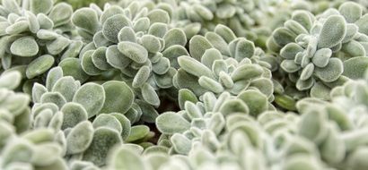 Macro photo of Succulent plants