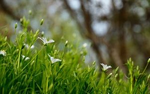 Macro photo of summer flower in a meadow