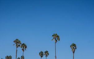 tops of the palm trees against a bright blue sky