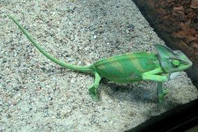 Beautiful exotic chameleon lizard