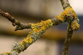 yellow wild Flower on branch closeup