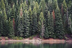 panorama of the shoreline of the lake near the forest