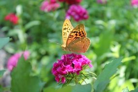 orange Butterfly on pink Flower in Garden