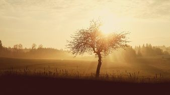 tree in the rays of the rising sun