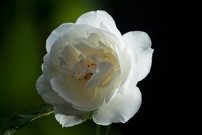 white rose hips on a blurry background