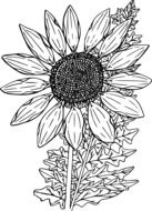 black and white drawing of a sunflower