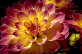 two-tone dahlia close-up