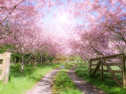 flowering trees on a farm