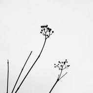 chic dry Plant