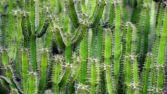 Cactus Green Flower