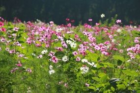 field of garden flowers