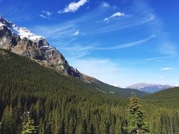 spruce forest in the valley