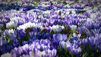 lot of white-blue crocuses in the meadow close-up