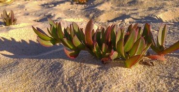 wild plants on sandy beach close-up