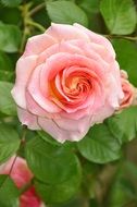 Closeup of Pink Flower in a botanical garden