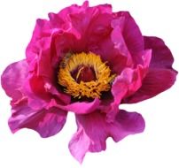 Blossoming pink flowers in the summer