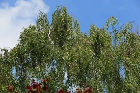 Birch tree in summer